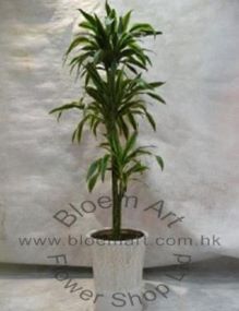 Dracaena Silver - Code 1126